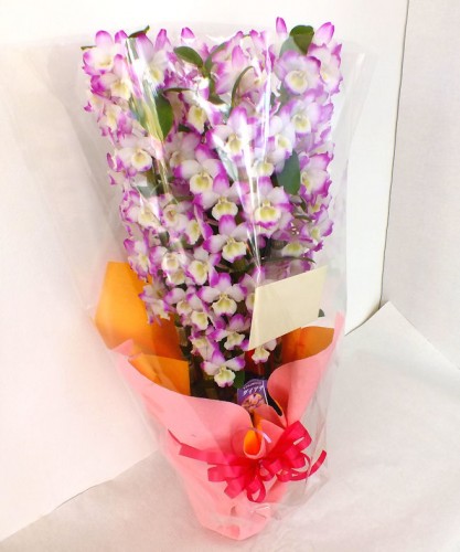 2017-2-11お届けデンドロ鉢物