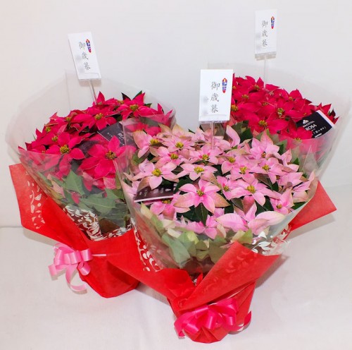 2017-12-8お届けプリンセチア鉢物