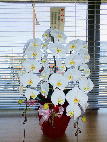 2018-3-26花キューピット胡蝶蘭白3本立-4