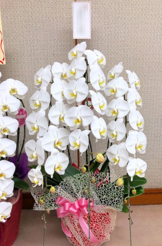 2018-12-13胡蝶蘭白3本立-1