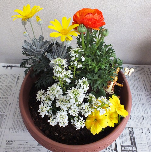 2019-2-19まちカル寄せ植え教室作品1