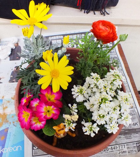 2019-2-19まちカル寄せ植え教室作品10