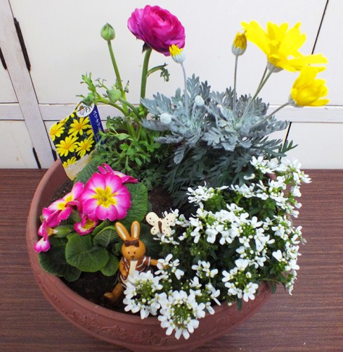 2019-2-19まちカル寄せ植え教室作品8