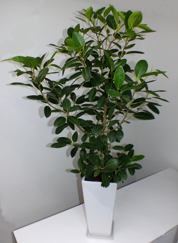 2019-4-18御祝観葉植物鉢物