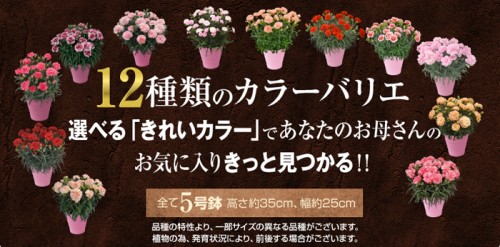 2019母の日カーネーション2