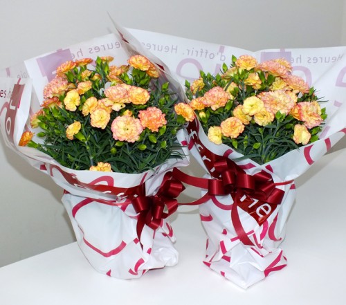 2019-5-12カーネーション鉢物-1