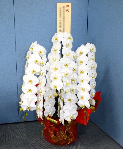 2019-5-7御祝胡蝶蘭白5本立-2