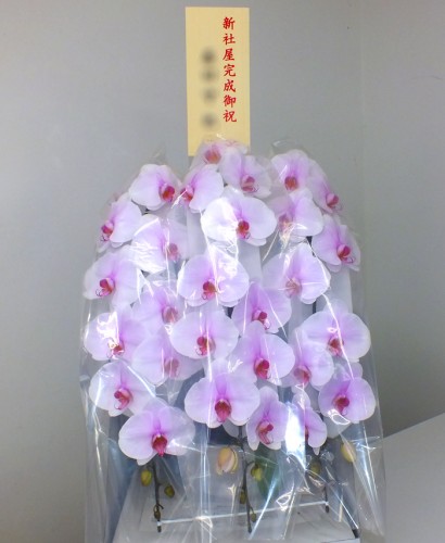 2019-5-1御祝胡蝶蘭ピンク3本立