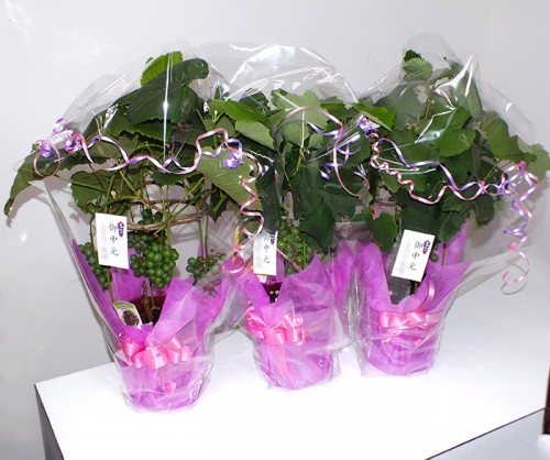 2019-7-7御中元ブドウ鉢物