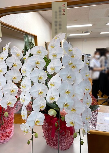 2020-5-19御祝胡蝶蘭白3本立-3