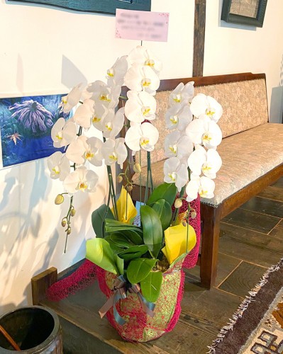 2020-7-19御祝胡蝶蘭白3本立